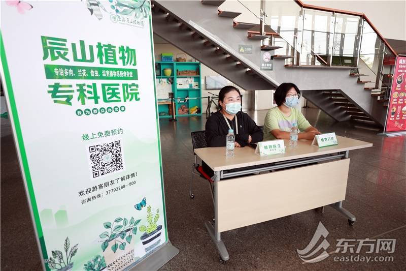 吊兰牡丹的养殖方法：打造室内绿意盎然的角落